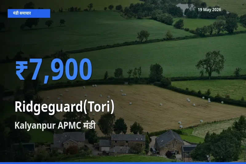 19 May अपडेट: तोरई के सबसे ऊँचे दाम Kalyanpur APMC मंडी में