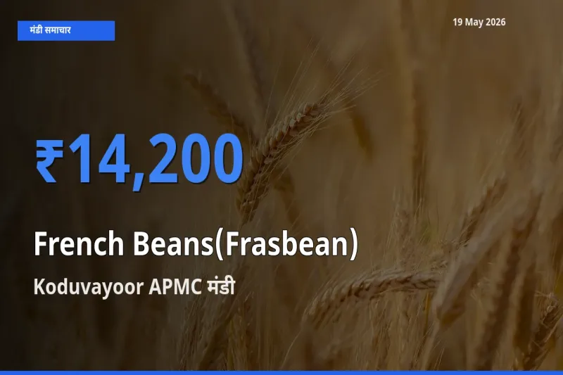किसानों की पसंद बना Koduvayoor APMC, फ़्रेंच बीन्स (फ़्रासबीन) के सबसे अच्छे दाम