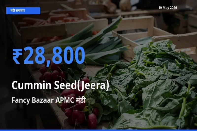 आज जीरा के सबसे ज़्यादा दाम Fancy Bazaar APMC मंडी में दर्ज