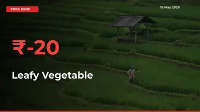 20.37% Drop in Leafy Vegetable Prices – Mandi Sees Sudden Fall