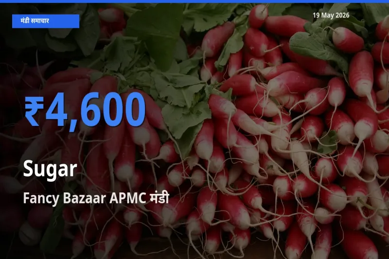 आज चीनी के सबसे ऊँचे दाम ₹4,600 Fancy Bazaar APMC मंडी में