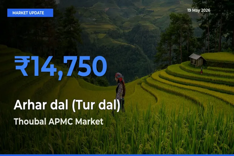 Thoubal APMC Emerges as Top Mandi for Arhar dal (Tur dal) Prices Today