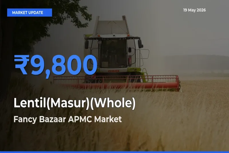 Lentil(Masur)(Whole) Mandi Rate Today: Fancy Bazaar APMC Tops the List