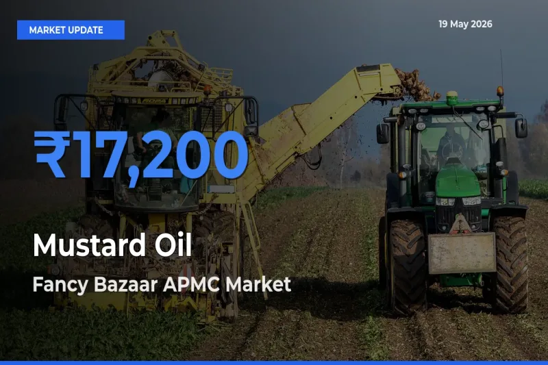 Fancy Bazaar APMC Leads as Top Mandi for Mustard Oil Prices