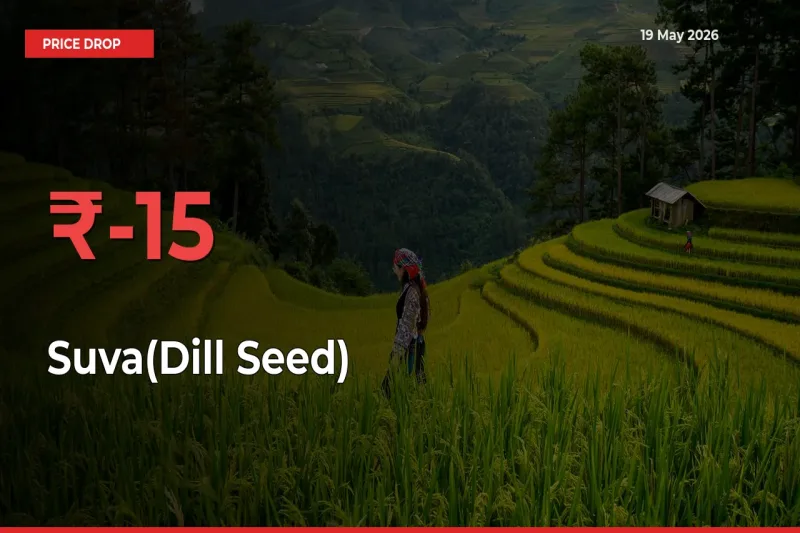 Suva(Dill Seed) Prices Drop 15.49% – May 19 Market Update from Mandis