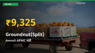 30 दिनों में सबसे ऊँचे स्तर पर मूंगफली दाना (दो फाड़) के दाम, Amreli APMC में उछाल