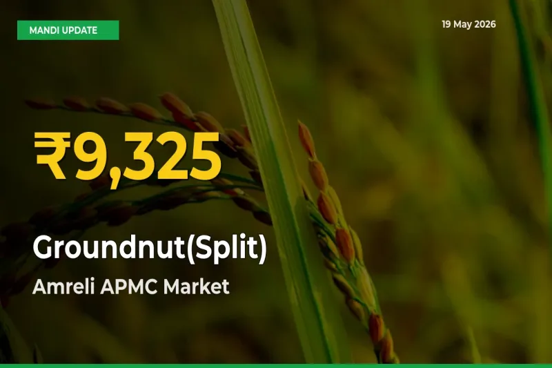 Groundnut(Split) Price Hits New High in Amreli APMC Today – Check Latest Mandi Rates