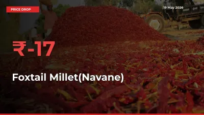Foxtail Millet(Navane) Prices Drop 17.04% – May 19 Market Update from Mandis