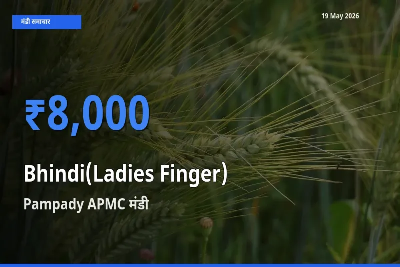 19 May अपडेट: भिंडी के सबसे ऊँचे दाम Pampady APMC मंडी में