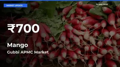 Farmers Concerned as Mango Hits 30-Day Low in Gubbi APMC