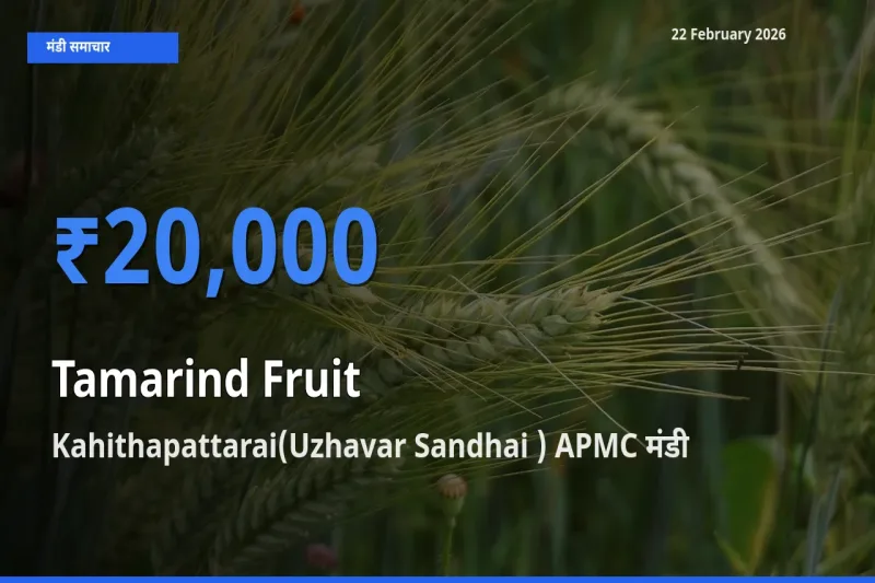 Kahithapattarai(Uzhavar Sandhai ) APMC में Tamarind Fruit का आज सबसे ऊँचा भाव
