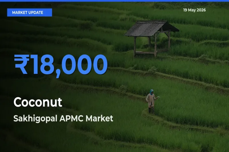 Top Performer! Sakhigopal APMC Offers Best Coconut Price Today