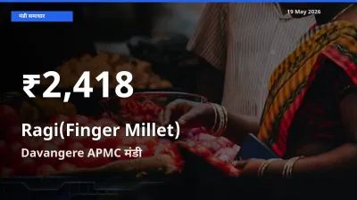 रागी के दामों में गिरावट, Davangere APMC में 30 दिन का न्यूनतम भाव