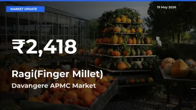 Sharp Fall! Ragi(Finger Millet) Prices Drop to 30-Day Low in Davangere APMC