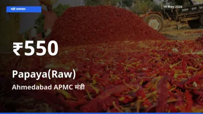 19 May अपडेट: पपीता (कच्चा) के दाम 30 दिन के न्यूनतम स्तर पर, Ahmedabad APMC