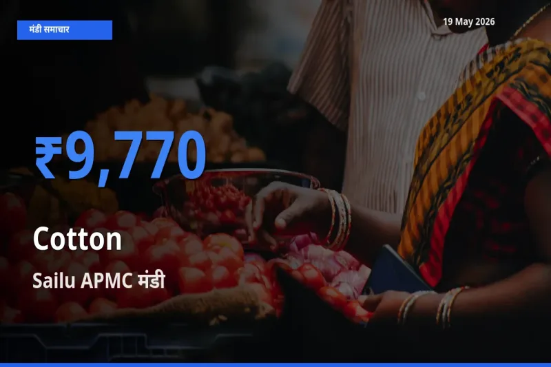Sailu APMC में कपास का आज सबसे ऊँचा भाव