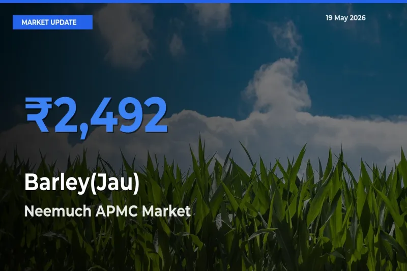 Barley(Jau) Mandi Rate Today: Neemuch APMC Tops the List
