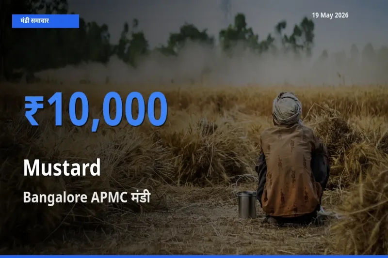 बाज़ार संकेत: Bangalore APMC बना सरसों के लिए आज की टॉप मंडी
