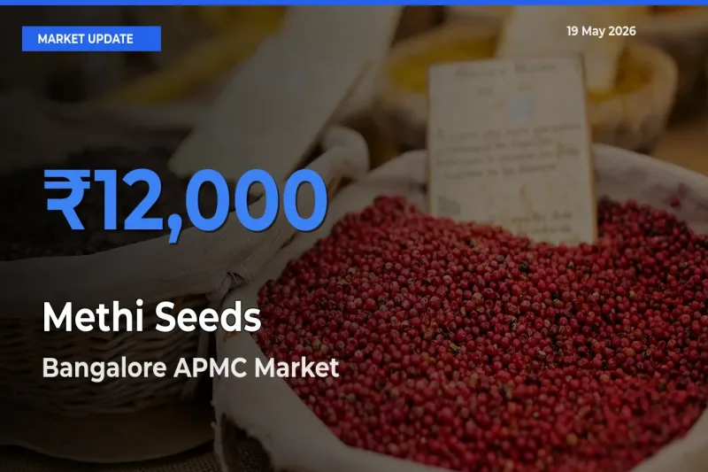 Bangalore APMC Tops Methi Seeds Mandi Rates Today