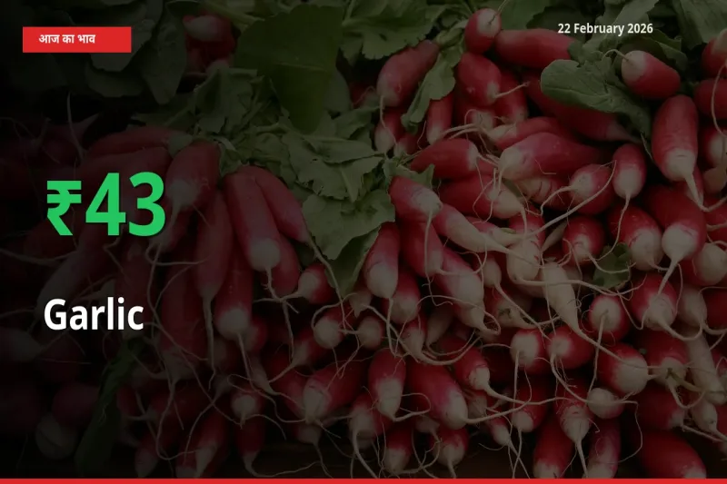 Garlic के दाम प्रमुख मंडी में 43.3% बढ़े, 24 घंटे में बड़ा बदलाव