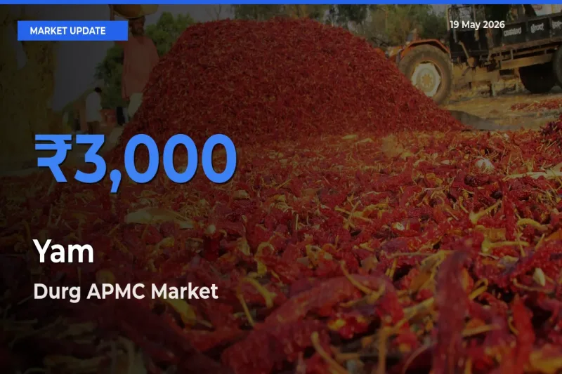 Durg APMC Leads as Top Mandi for Yam Prices