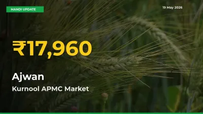 Big Jump in Ajwan Prices! Kurnool APMC Records New Peak Today