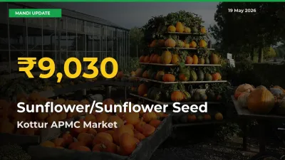 Sunflower/Sunflower Seed Price Rally Continues – Kottur APMC Hits Fresh High Today