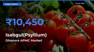 Dhanera APMC Offers ₹10,450 – Highest Isabgul(Psyllium) Rate Today