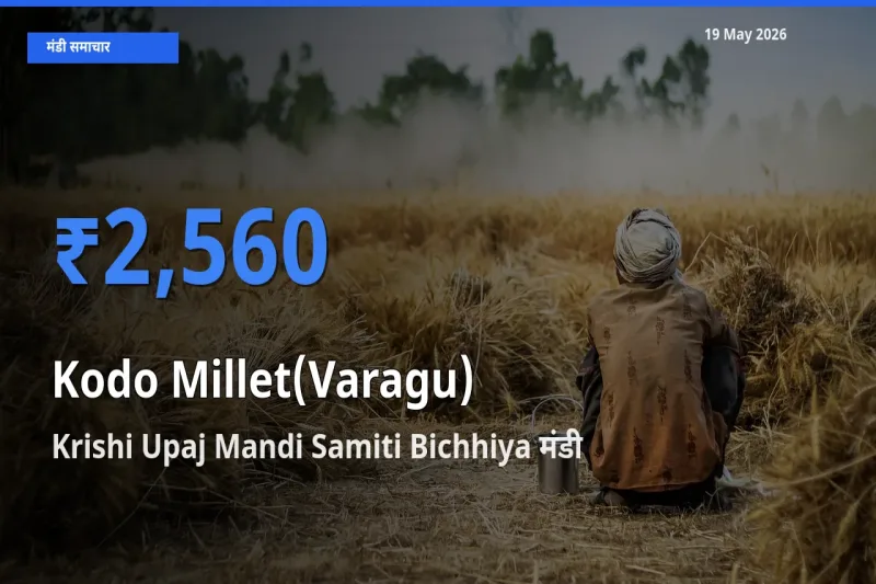 Krishi Upaj Mandi Samiti Bichhiya मंडी में कोदो बाजरा ₹2,560 पर पहुँचा – आज का सर्वोच्च भाव