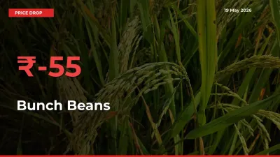 This Mandi Records 54.84% Fall in Bunch Beans Prices