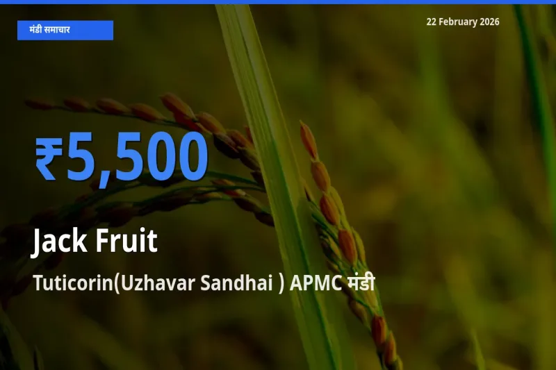 टॉप मंडी बना Tuticorin(Uzhavar Sandhai ) APMC! Jack Fruit के सबसे ऊँचे दाम यहीं दर्ज