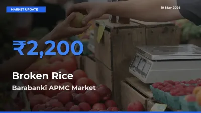 Broken Rice Mandi Rate Today: Barabanki APMC Tops the List