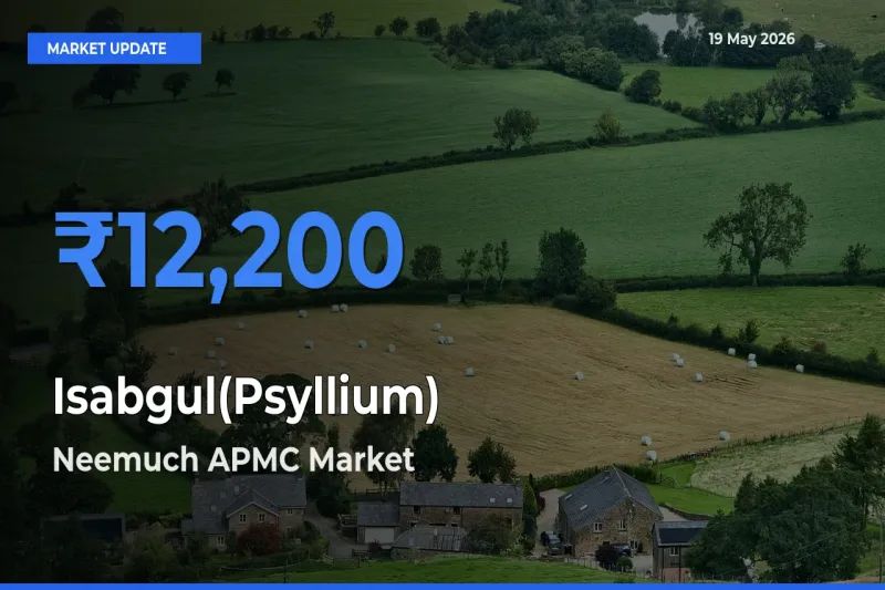 Neemuch APMC Tops Isabgul(Psyllium) Mandi Rates Today