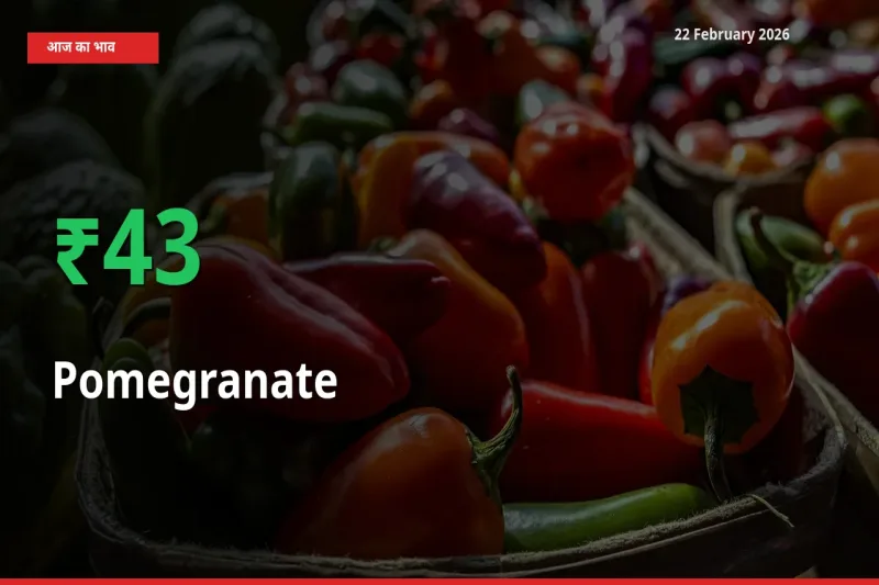 किसानों के लिए खुशखबरी! स्थानीय मंडी में Pomegranate 43.06% उछला