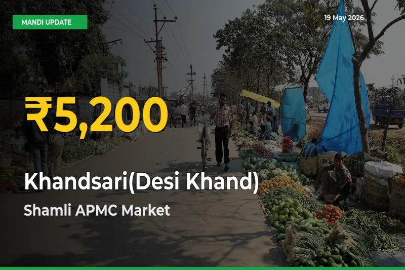 Khandsari(Desi Khand) Hits Fresh High in Shamli APMC Today