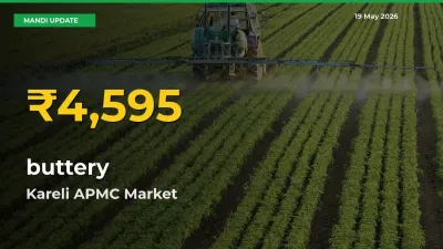 Big Jump in buttery Prices! Kareli APMC Records New Peak Today