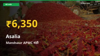 Mandsaur APMC में असालिया (चंसुर बीज) ₹6,350 पर पहुँचा – अब तक का उच्चतम भाव