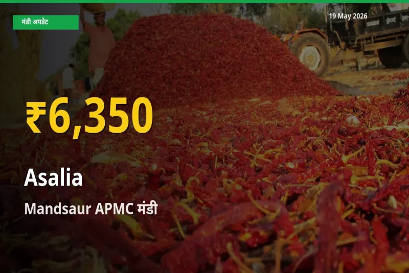Mandsaur APMC में असालिया (चंसुर बीज) ₹6,350 पर पहुँचा – अब तक का उच्चतम भाव