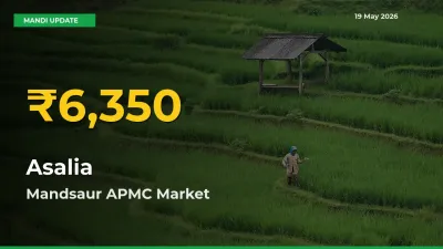 Farmers Benefit as Asalia Rate Touches New High in Mandsaur APMC