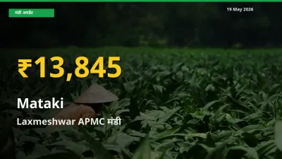 Laxmeshwar APMC में मटकी ₹13,845 पर पहुँचा – अब तक का उच्चतम भाव