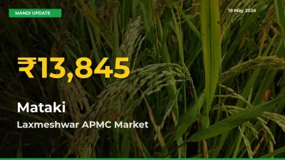 Mataki Hits Fresh High in Laxmeshwar APMC Today