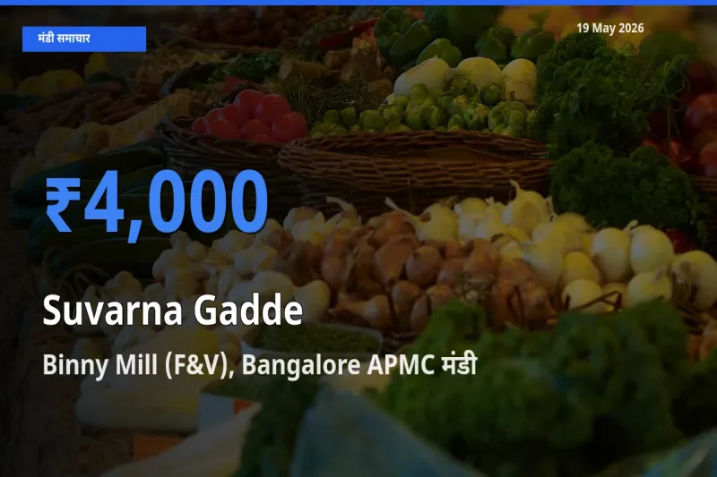Binny Mill (F&V), Bangalore APMC मंडी में आज सुवर्णा गद्दे(सूरन) के सबसे ऊँचे दाम दर्ज
