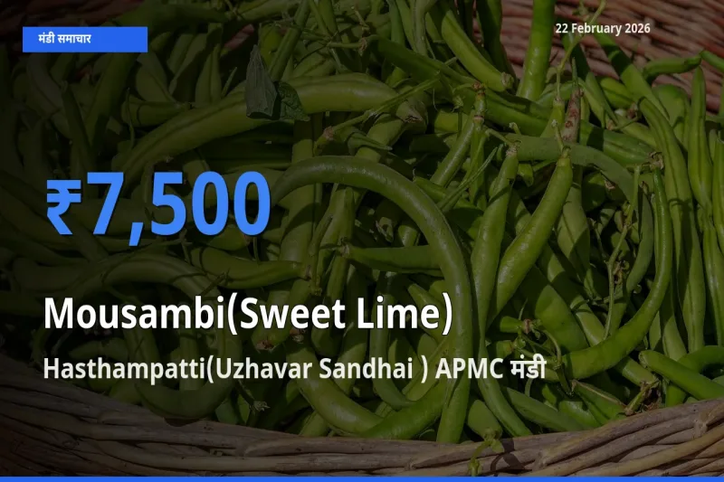 Hasthampatti(Uzhavar Sandhai ) APMC मंडी में Mousambi(Sweet Lime) ₹7,500 पर पहुँचा – आज का सर्वोच्च भाव