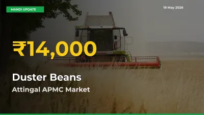 Duster Beans Hits Fresh High in Attingal APMC Today