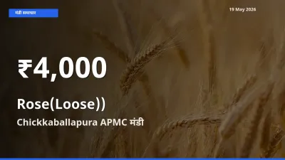 Chickkaballapura APMC में गुलाब(ढीला)) ₹4,000 पर गिरा – 30 दिन का न्यूनतम भाव