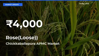 Farmers Concerned as Rose(Loose)) Hits 30-Day Low in Chickkaballapura APMC