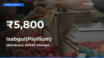 Isabgul(Psyllium) Falls to ₹5,800 in Mandsaur APMC – 30-Day Lowest Rate