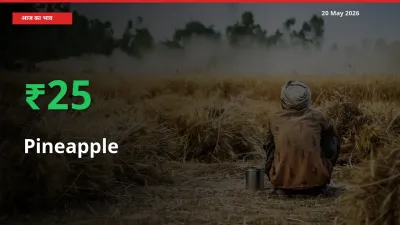 अनानास 24.6% उछला, मंडी