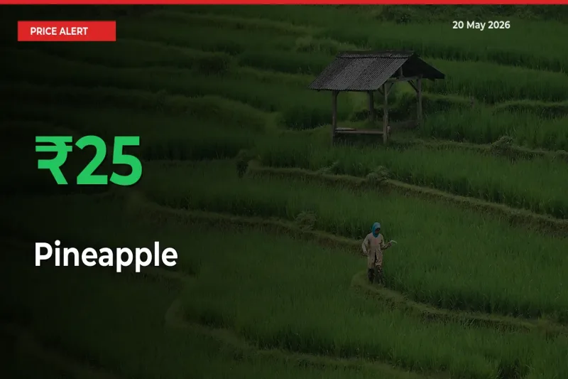 Pineapple Rises 24.6% at Mandis