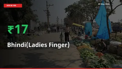 आज का मंडी भाव: भिंडी के दाम मंडी में 16.71% ऊपर